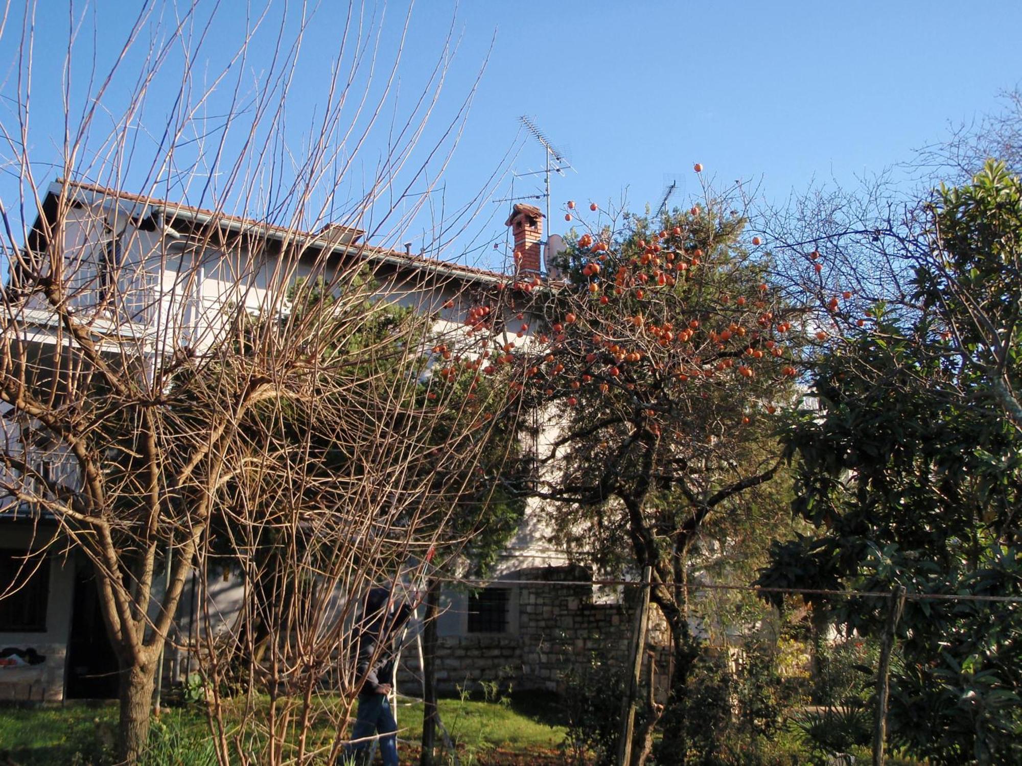 Miri Apartment Zambratija (Istria)